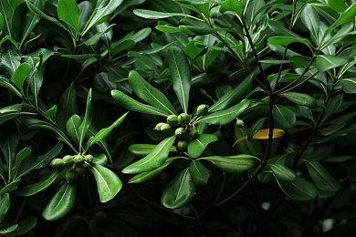 任天堂解释Switch 2为何不继续采用OLED屏幕 转而使用LCD